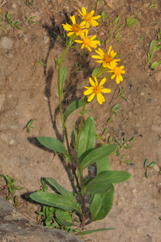 Thickleaf Ragwort (Senecio crassulus)