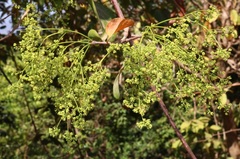 Reissantia grahamii