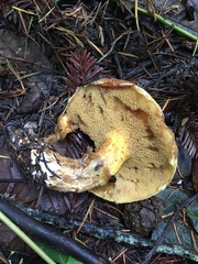 Suillus ponderosus