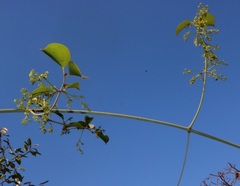 Reissantia grahamii