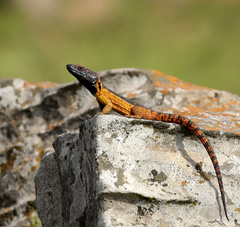 Pseudocordylus melanotus