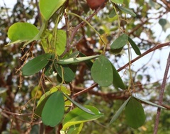 Reissantia grahamii