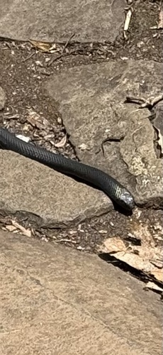 Red-bellied Black Snake sighting