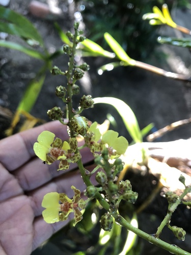 Trichocentrum cebolleta, 2025-11-07