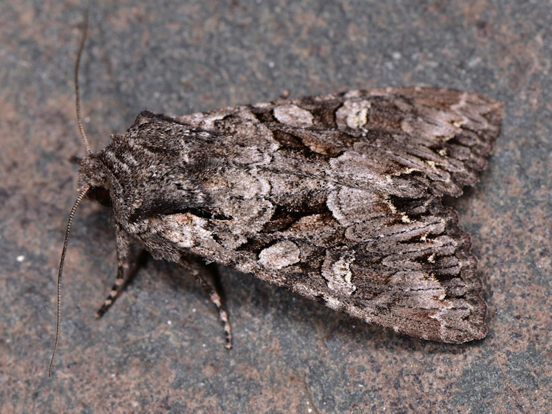 Mniotype usurpatrix