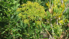 Notobubon laevigatum