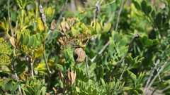 Notobubon laevigatum