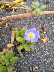 Nolana paradoxa