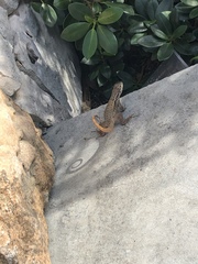 Leiocephalus carinatus