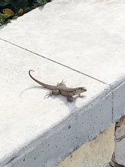 Leiocephalus carinatus