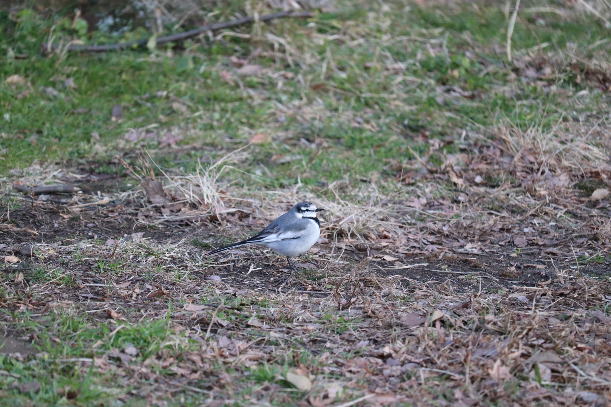 black-backed wagtail, japanese pied wagtail, kamchatka pied wagtail