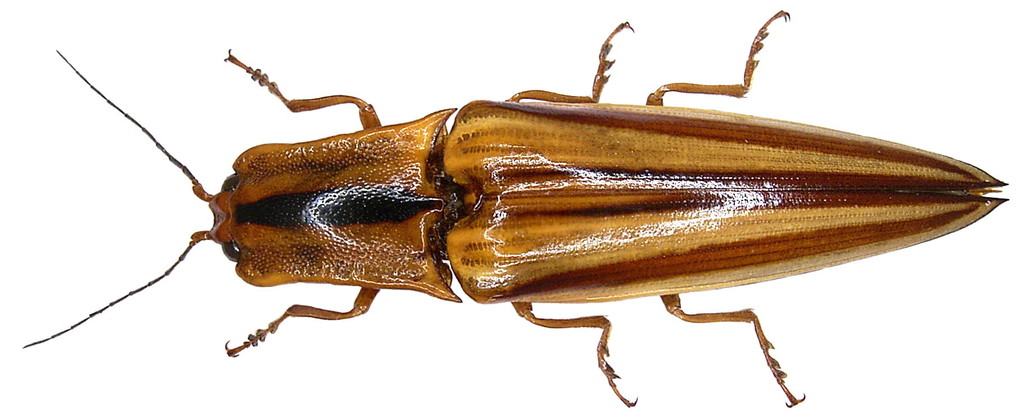 Semiotinae