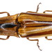 Semiotus serraticornis - Photo (c) Udo Schmidt, some rights reserved (CC BY-SA)