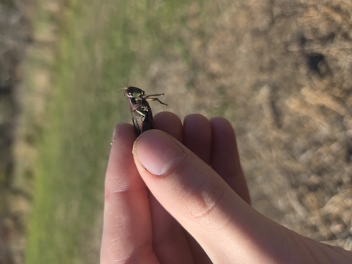 Red-legged Grasshopper