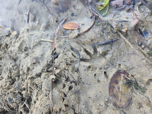 Muskrat