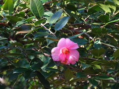 Camellia saluenensis