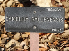 Camellia saluenensis