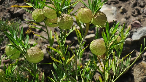 balloonplant
