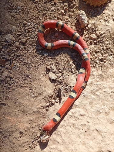 Mexican Groundsnake