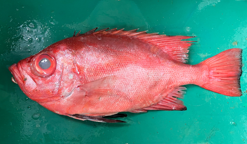 Cookeolus japonicus observed 2025-10-28