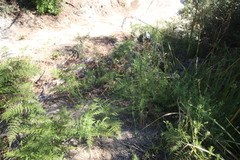 Pseudoselago ascendens