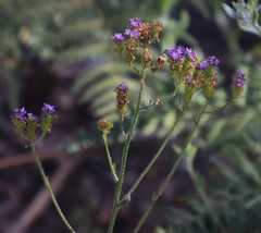 Pseudoselago ascendens