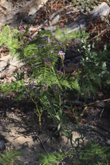 Pseudoselago ascendens