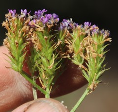 Pseudoselago ascendens