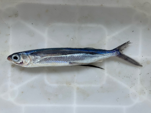 Cheilopogon melanurus
