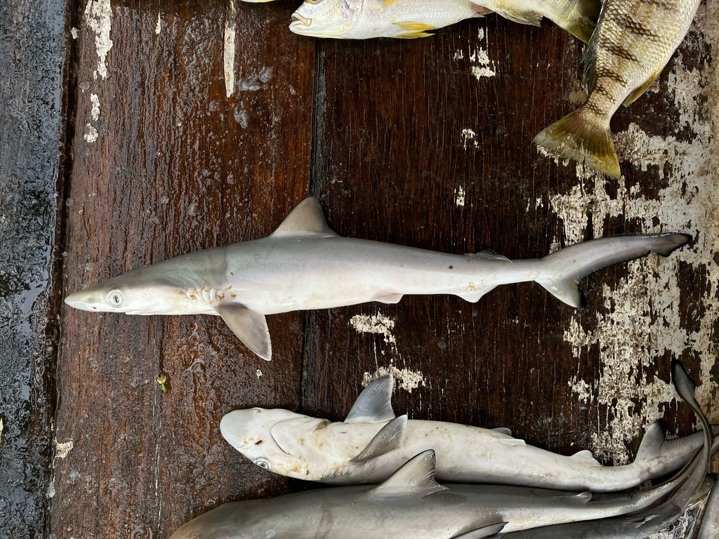 Caribische scherpsnuithaai (Rhizoprionodon porosus) — Carcharhinidae
