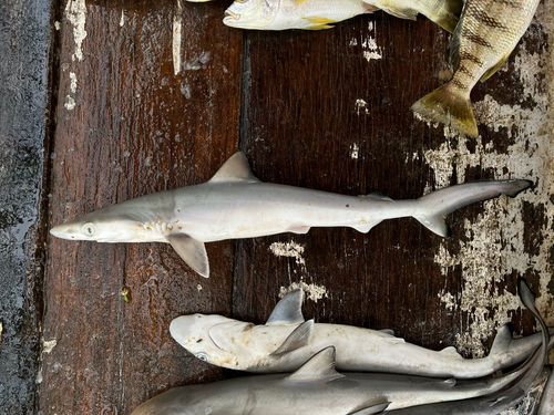 Atlantic sharpnose shark (Rhizoprionodon porosus) — Carcharhinidae