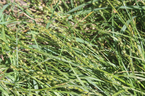 Grassland sedge (Carex divulsa)