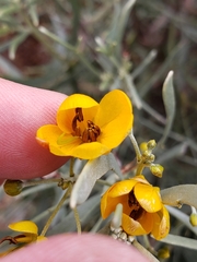 Senna phyllodinea