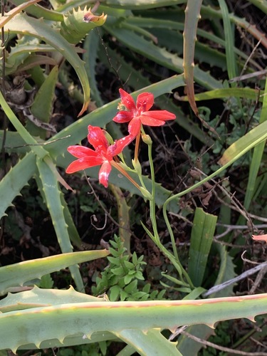 Freesia laxa image