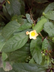 Sida planicaulis