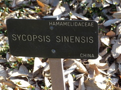 Sycopsis sinensis