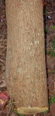 Myrmentoma