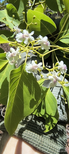 Vitex glabrata observed 2025-11-08
