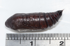 Panhyperochia ingens
