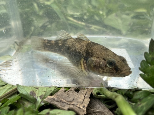 Gobiomorphus cotidianus McDowall, 1975