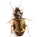 Tetragonoderus intersectus - Photo (c) Mike Quinn, Austin, TX, some rights reserved (CC BY-NC), uploaded by Mike Quinn, Austin, TX