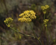 Lichtensteinia trifida