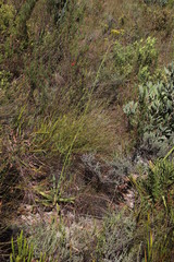 Lichtensteinia trifida
