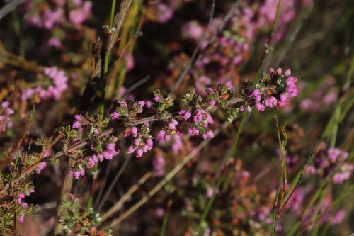 Image of Erica parviflora by (c) Tony Rebelo, some rights reserved (CC BY-SA)