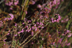 Erica parviflora