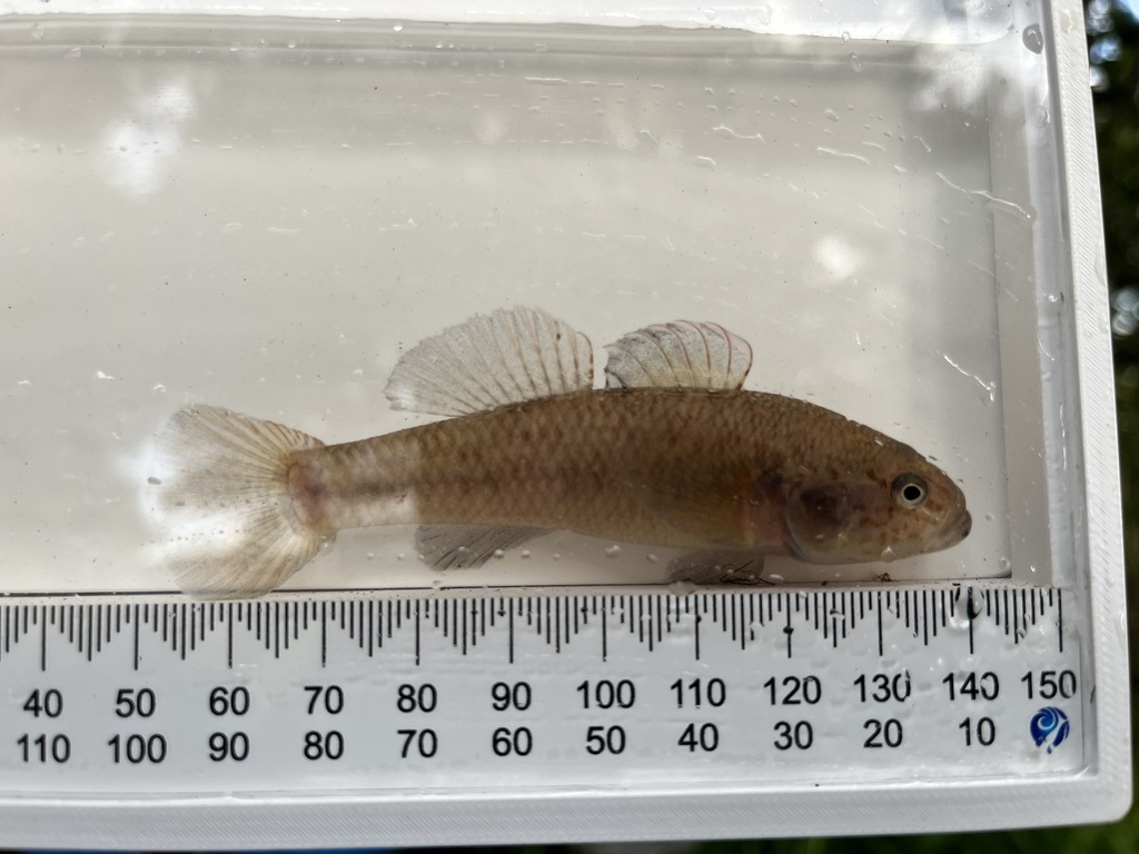 Cran's bully (Gobiomorphus basalis) — Eleotridae