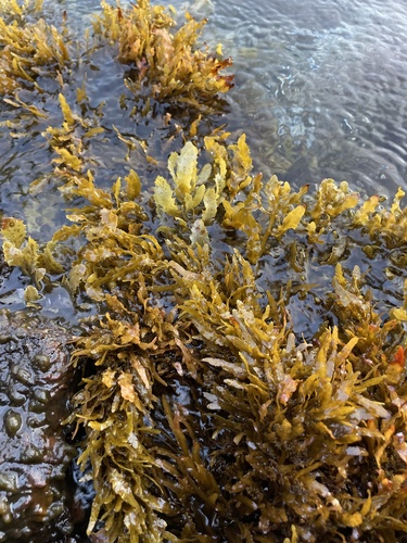 Sargassum aquifolium observed 2025-11-07