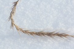 Elymus sibiricus