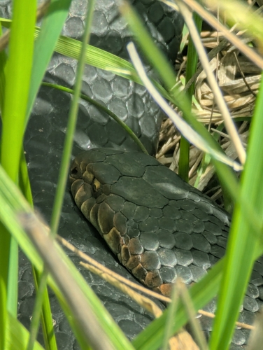 Lowlands Copperhead sighting