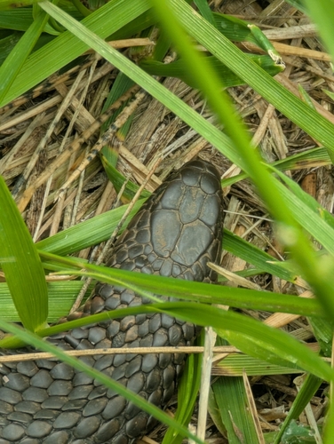 Lowlands Copperhead sighting